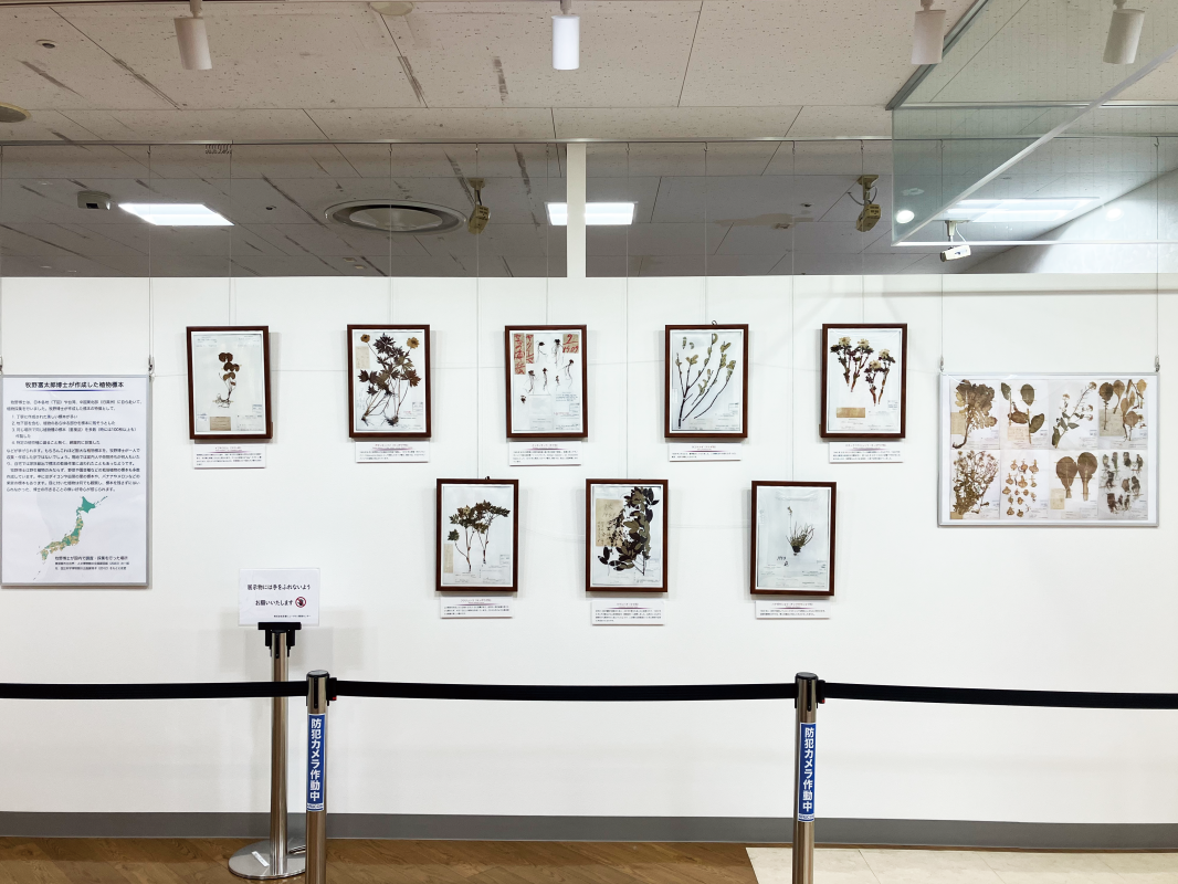 展示２